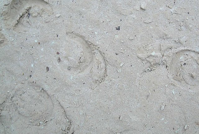 Tretschicht für Reitplätze